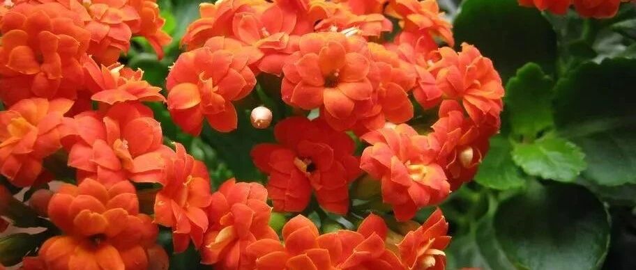 “贴秋膘”有讲究！长寿花君子兰蟹爪兰在秋天这么养，叶绿花美好过冬…