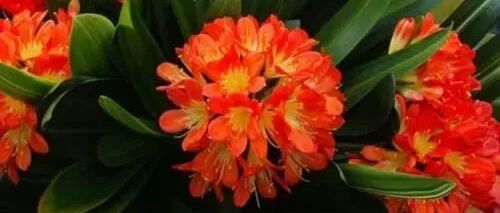 落叶松针都是养花的好宝贝，秋天不容错过！~