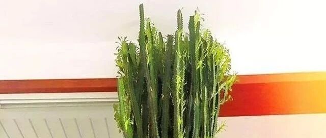 盆栽界的“高富帅”，高到戳屋顶，气场十足！