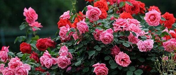 家有庭院就地栽这几种花，年年盛开如山如海！~