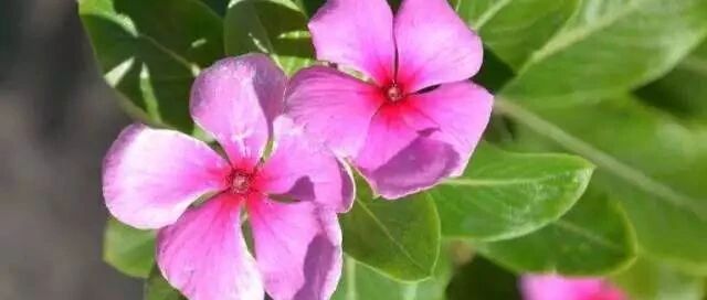 这八种花就适合养在夏天的阳光下，越晒越开…