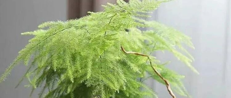 桂花文竹等等怕烟尘，养花环境要保持清新！