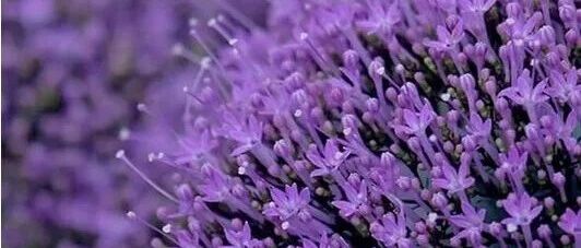 如云如雾的六种花，美得如梦如幻，好惊艳啊！~