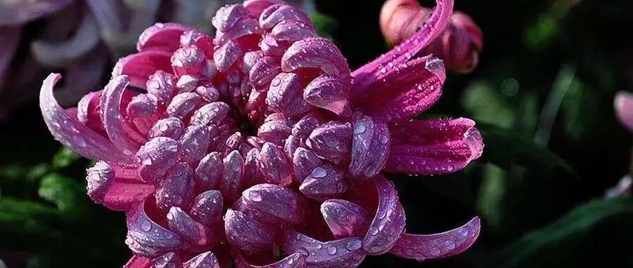 今日寒露！深秋养花有6个小姿势，速速行动！~