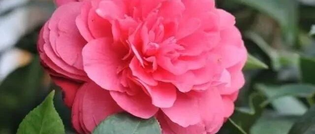 用这些“神仙水”来养花，轻松实现叶绿花美！~