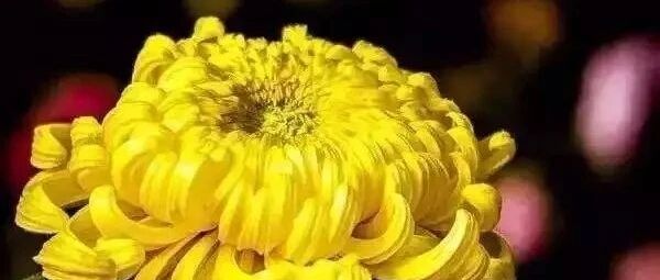 霜降到，把温保！深秋养花需做好这几件小事