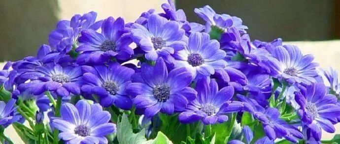 秋天在家种这些花，几个月后就绽放，美美哒好过年…