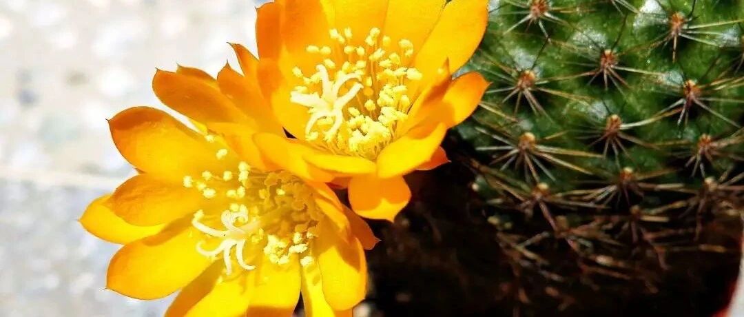 传说中最好养的绿萝吊兰，也有雷区和坑…