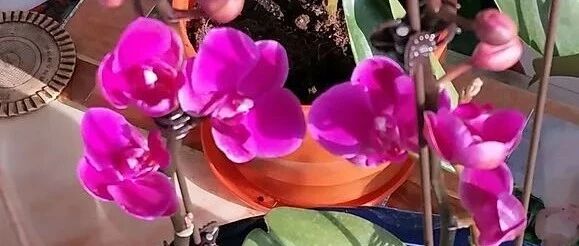 冬天如何养蝴蝶兰？南北方花友的经验各不同…