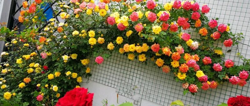 花花世界，缤纷多彩!这三种花的群开效果好惊艳…