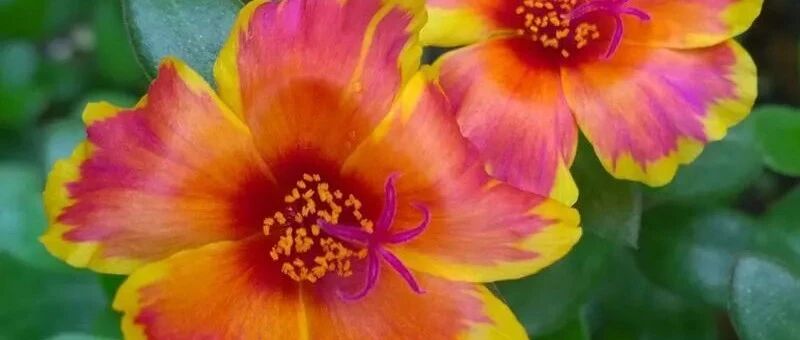 大夏天这四种花几乎天天开，让人眼前一亮！~