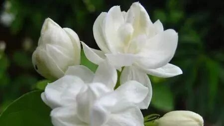 花友分享栀子花从扦插到开花全程记录，厉害了！~