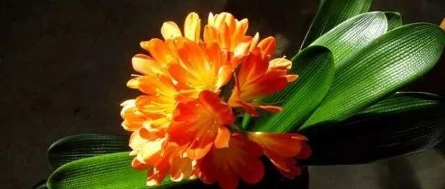 八旬老奶奶养的君子兰一年开三季花，有绝招哦！~