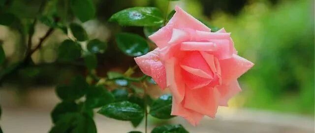 新手必读!夏季养花有3个误区和3个注意事项…