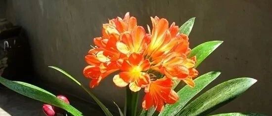 养花“贴秋膘”别太猛！君子兰长寿花秋天这么养，叶绿花美~