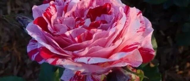 开春在家养这7种颜值清新的花，一派新光景！