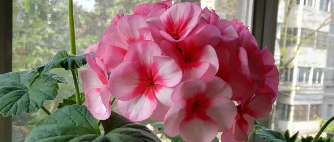 这些花对室内污染特别敏感，有利于监测环境…