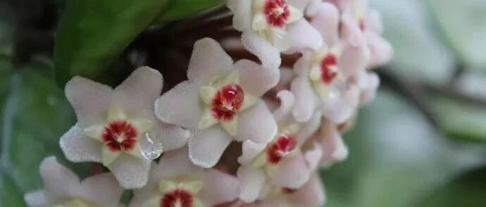 养发财树、绿萝、球兰有绝招，这些话要牢记！~