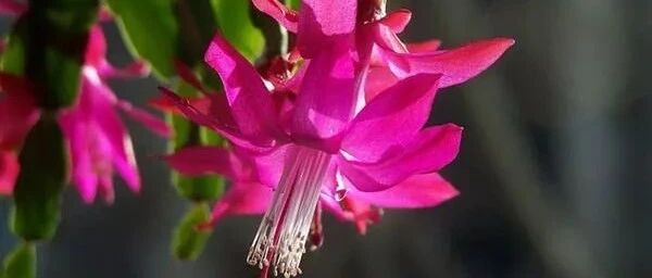 冬至大过年！在家养这8种，花期长，好吉祥！~