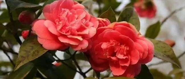 数九寒天，送你几个养花防冻指南！涨姿势啦~