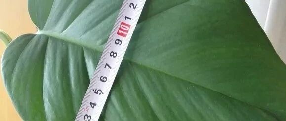 厉害！把绿萝养到登峰造极，或许也就这样了！~