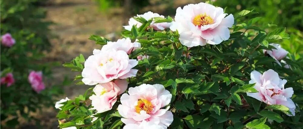 这些花适合地栽，一养就是一辈子，壮观又好看!~