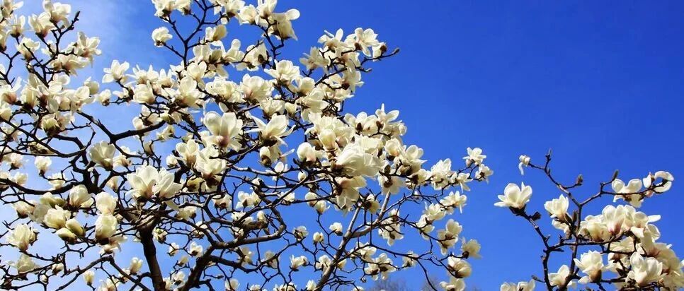 在庭院里种棵古典花树，吉祥万福，诗意满满!~