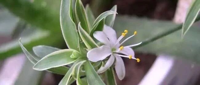 谁说吊兰太单调？分享15种吊兰图鉴，涨姿势~