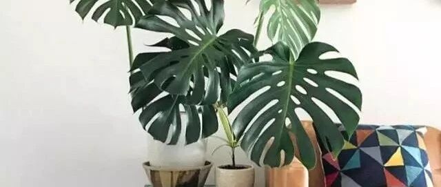 适合养在客厅的15种植物，气质十足超经典！~