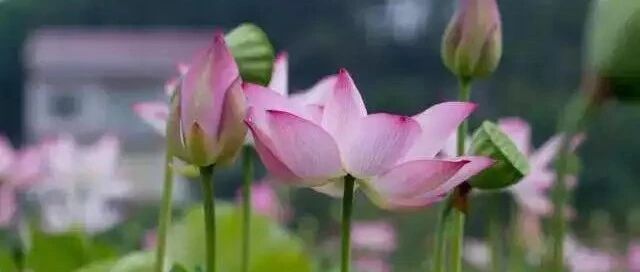 三伏天养花有至少12个小贴士，收藏备用！~