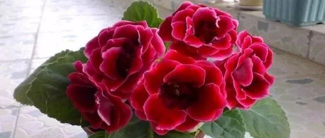 暴雨来袭，这些花赶紧“护”起来！~