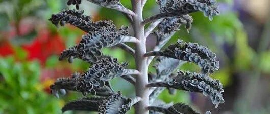 这些花就喜欢爆小崽，动不动就能长满一个家