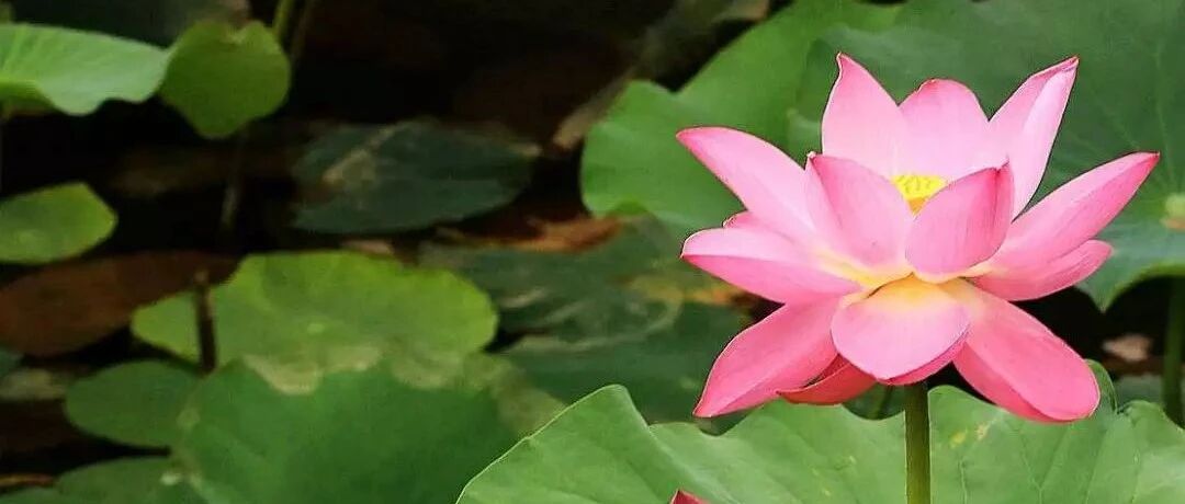 今日小暑，四种清雅的夏花祝大家凉爽一夏！~