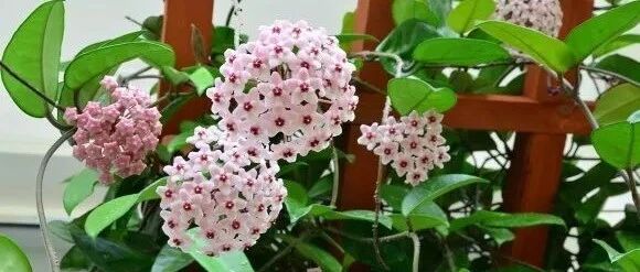 养了5年的球兰开成一面花墙，又美又甜好壮观！~