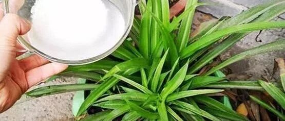 你真的会用淘米水浇花吗？4个正确姿势了解下…