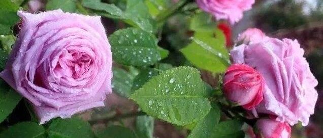 阴雨天后，花草易生虫！送你12个除虫小妙招…