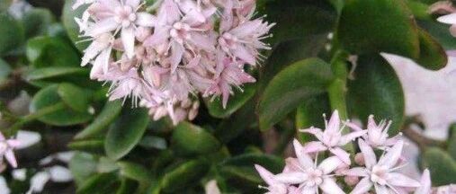 这些植物界的“高富帅”又高又大还开花，厉害！~