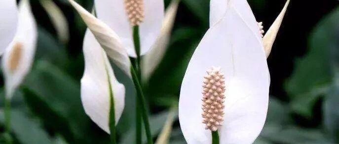 白掌红掌粉掌在夏天这么养，长势佳开花旺！