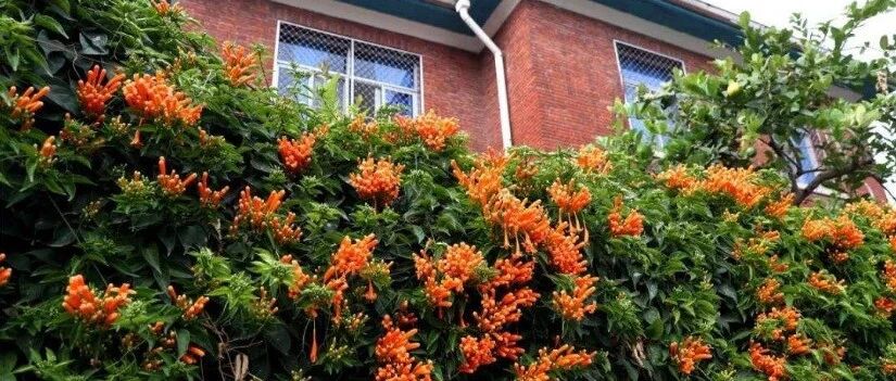 夏天在家养这4种爬藤花，长成“窗帘”美美哒！~