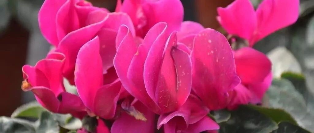 秋天里种下这六种球根植物，两三个月后就开花，美翻整个家…