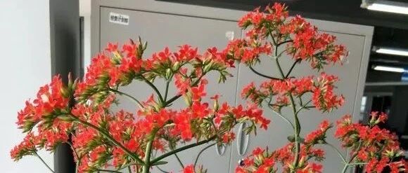 花友把长寿花养成大花树，开花惊艳真壮观！