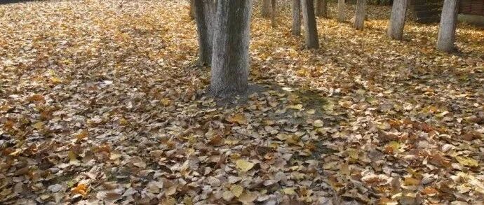 秋天的落叶是个宝，用来养花，好处一箩筐！