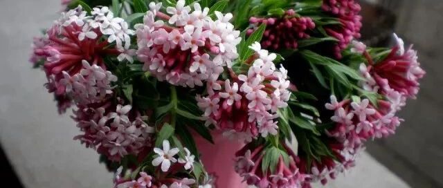 年宵花春节养护攻略，送给喜欢养花的你！~