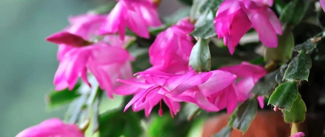 小雪节气！现在开始养这6种花，元旦春节花正放…