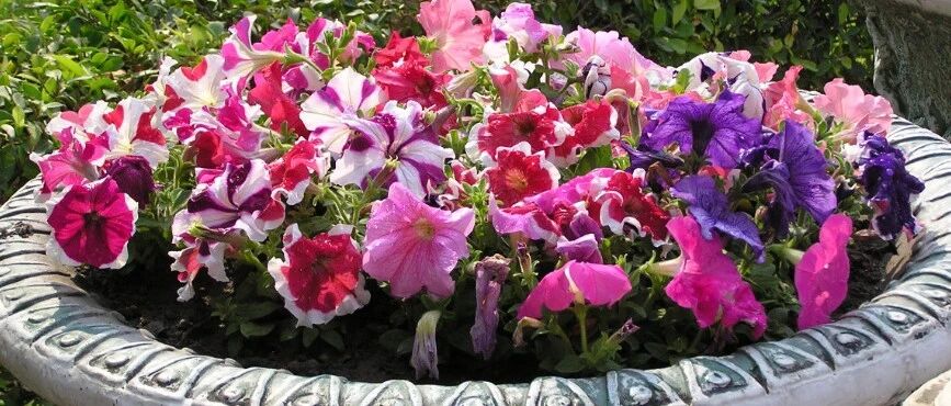 牛年说“牛”！七种名中带“牛”的植物，收藏啦！~