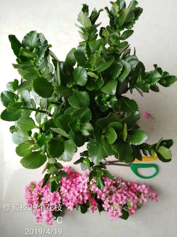 长寿花蟹爪兰开败后剪一刀 或还能继续盛放 柠檬资讯