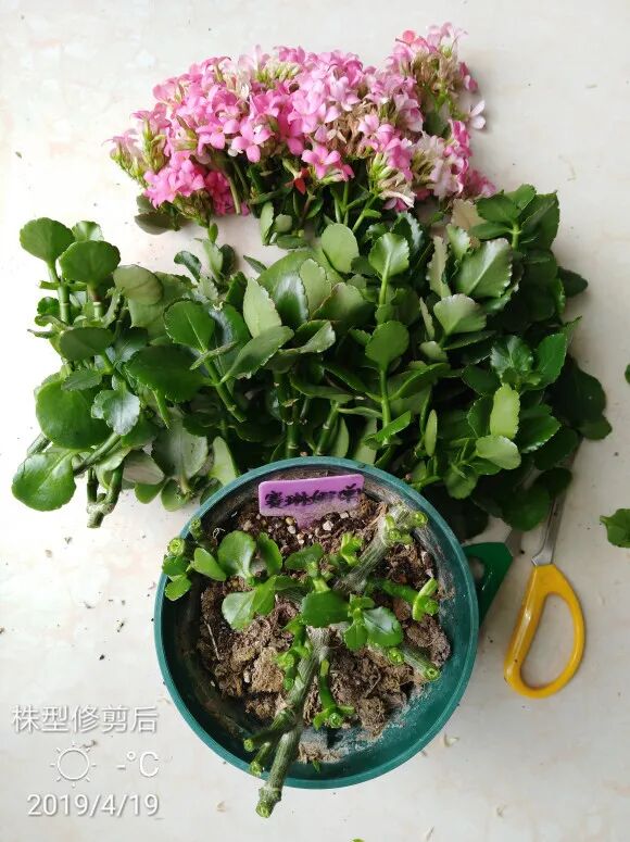 长寿花蟹爪兰开败后剪一刀 或还能继续盛放 柠檬资讯