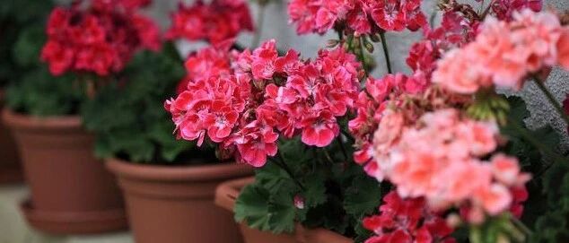 疫情宅家更需要养花，清新又养心…