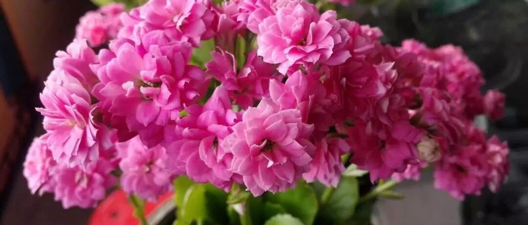 寒潮天冻到开裂！赶紧收好这份养花防冻指南…