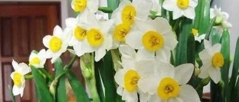 原来厨房里这些东西都可以养花！涨姿势了~